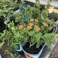 Lantana Landscaping Plants 