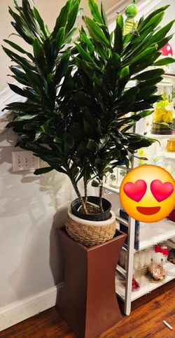 Large Indoor Dracaena Plant