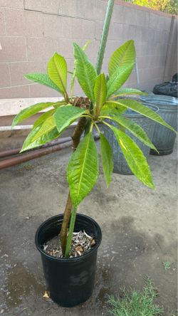 Plumeria Plant