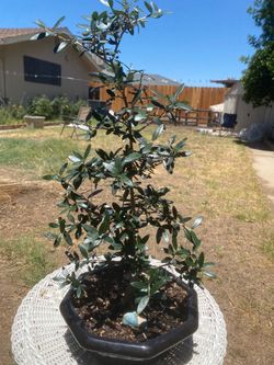 Bonsai plants  for sale $50 each