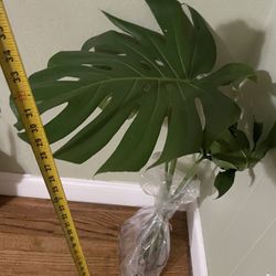 See description***Huge 18-19” split leaf Monstera deliciosa cutting with arial roots, 95820