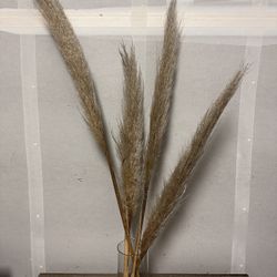 Tall Pampas Plant (Real)