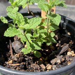 Strawberry mint plant - menta fresa - yerba hierba buena sabor fresa