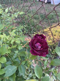 Roses