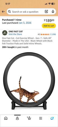 Cat exercising wheel