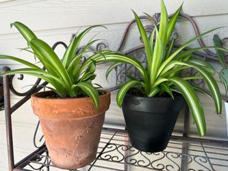 Spider plants - $10 Each