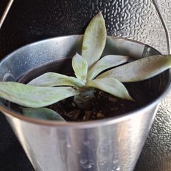 Succulent 