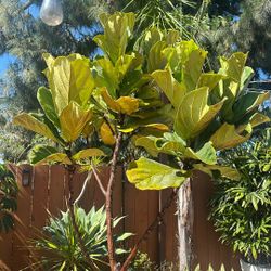 ficus fiddle leaf 8/9 Ft Tall