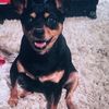 Roxy