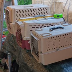PET TAXIS