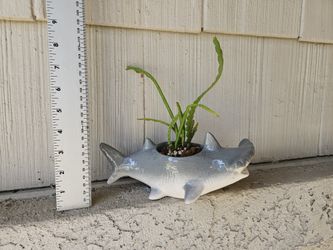 Fishbone/Ric Rac Cactus Plant in Hammerhead Shark Planter