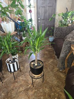 3ft tall Dracena plant in new 10in ceramic pot with shells and polished stones