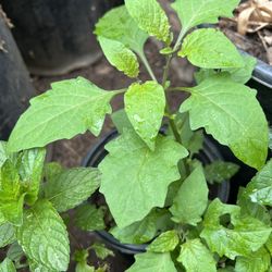 Planta Hierba Mora