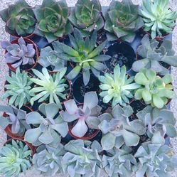 2 Succulents For $5