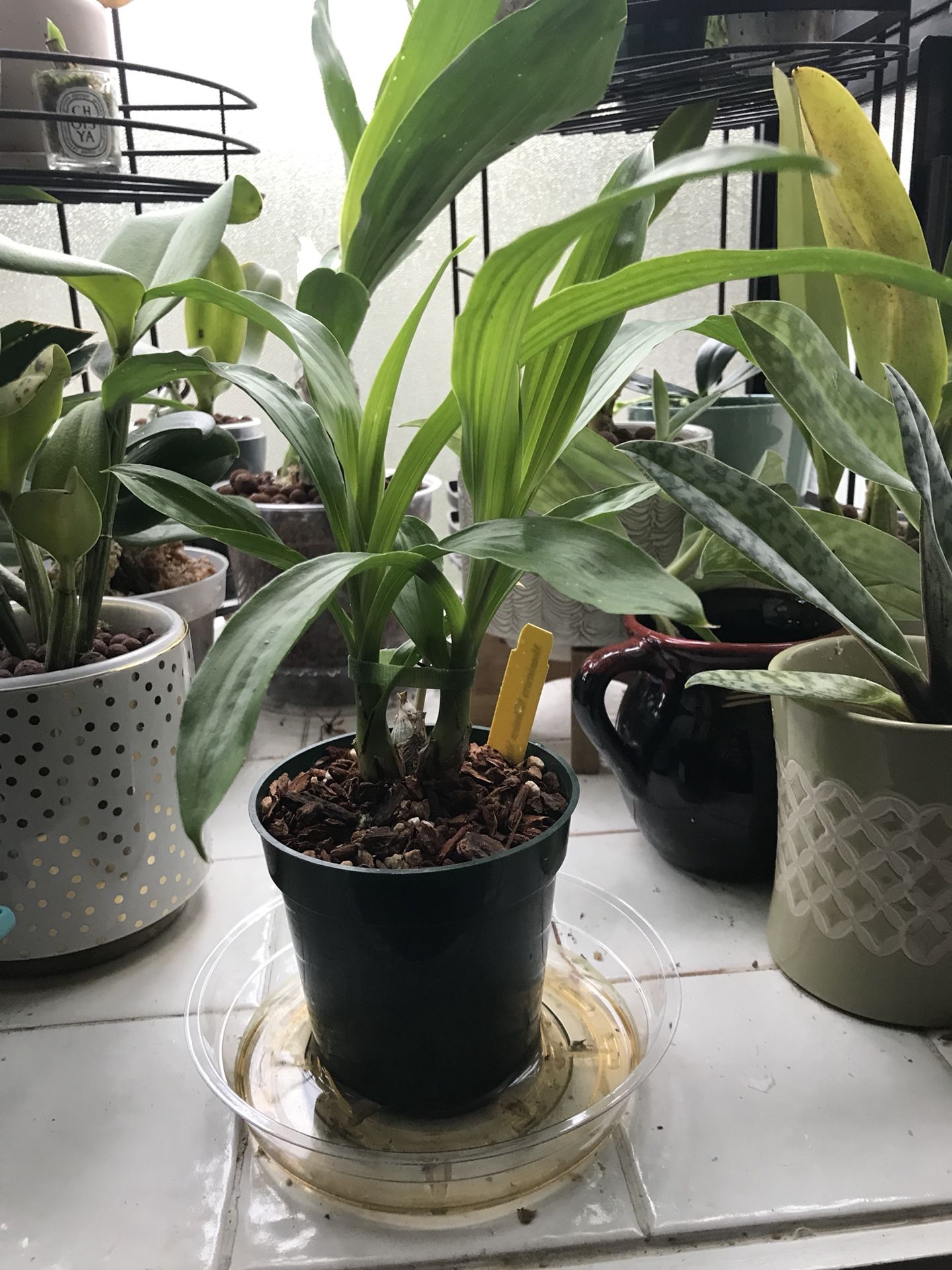 Monnierara Millennium Magic “Witchcraft” Orchid live plant