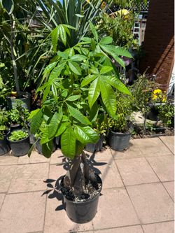 Money Tree
