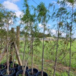 Baid Cypress Pines 5gallon 7ft Tall 