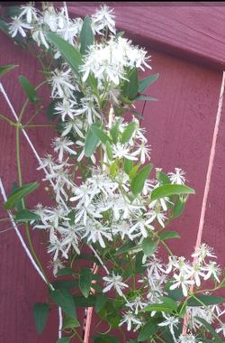 White clematis vine seeds