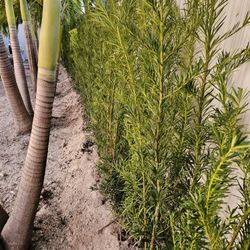 podocarpus  Over 5 to 6 feet tall Instant  Privacy Hedge For Fence Green Full 