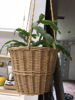 Hanging plant