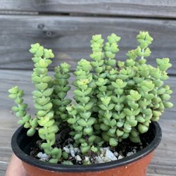 Crassula Tom Thumb Succulent