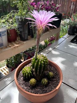 Cactus plant