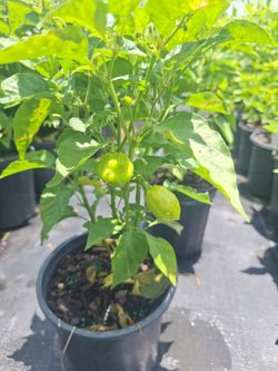 Trinidad Scorpion pepper