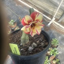 Venta De Plantas, Pregunta Por La Que Te Guste