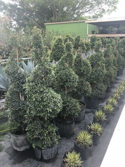 Topiary