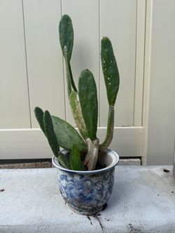 🌵🌵🌵CACTUS 🌵🌵🌵