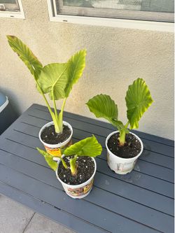Elephant Ears plant