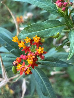 Plantita de la mariposa