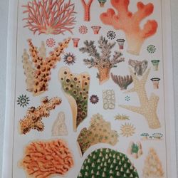 Great Barrier Reef Corals Vintage Art Canvas Poster Art Wall Decor Roomaesthetic