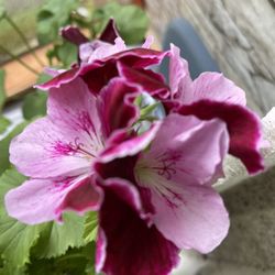 Pelargonium (Geranium) Plant Attracts Hummingbirds, Blooms All Summer !