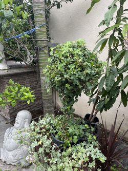Topiary