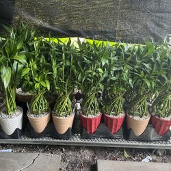 Lucky Bamboo In Ceramic Pot. SPECIAL PRICE 🤩