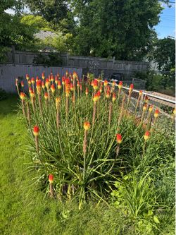 Free plants