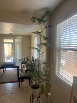 Tall house plant