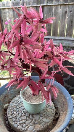 Pink glass plant