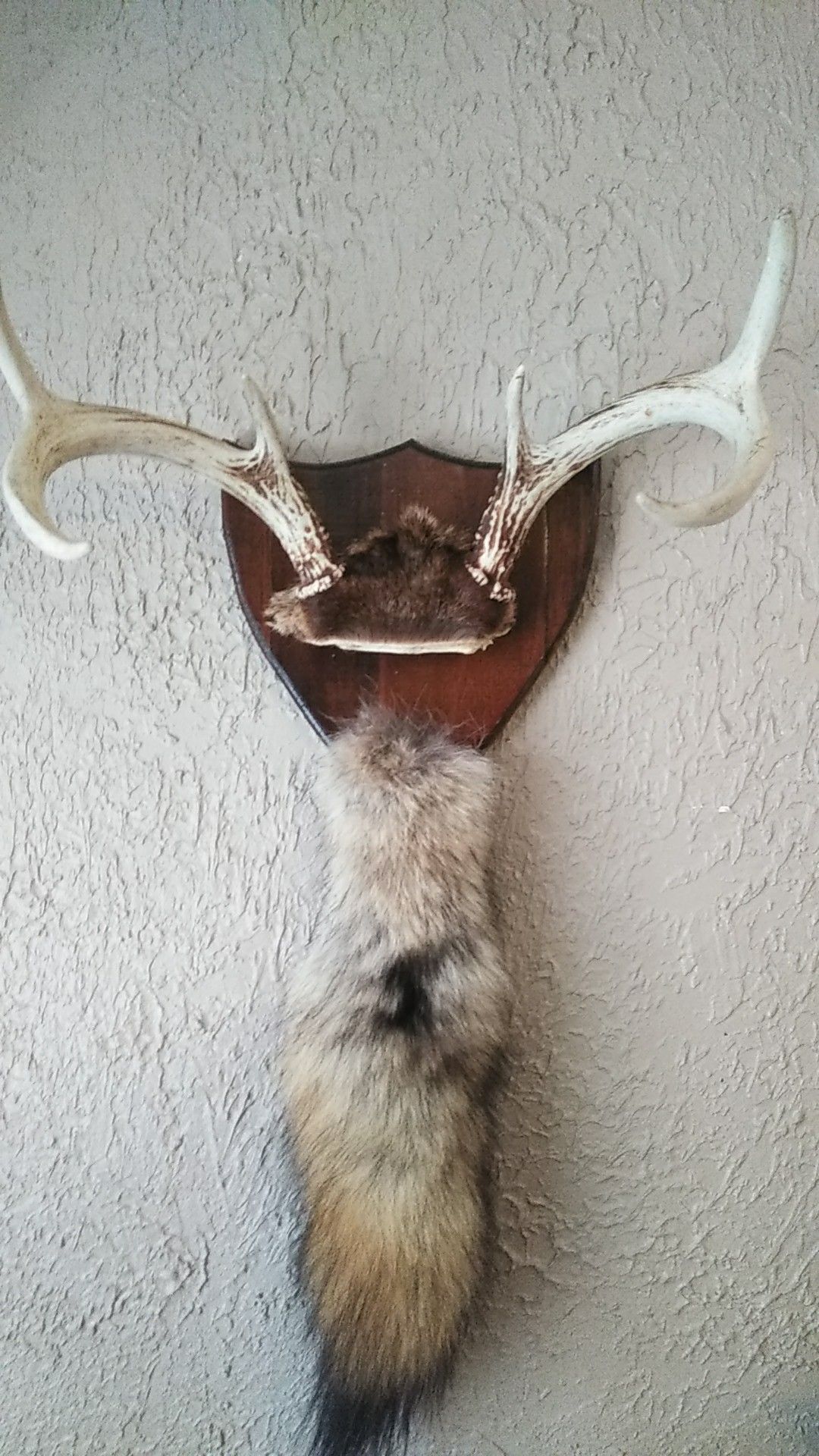 Taxidermy