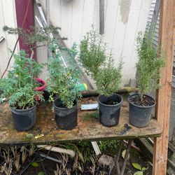 Plants: Romero & Ruda