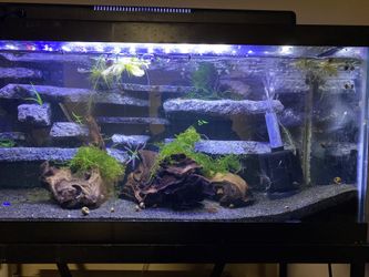 Aquarium items