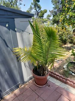 Plant