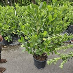 clusias Staring$25 About 5 feet,  $60 6 feet tall hudge and wide Instant Privacy Hedge