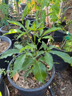 Zapote Amarillo