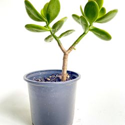 Jade Plant in 4” Nursery Container