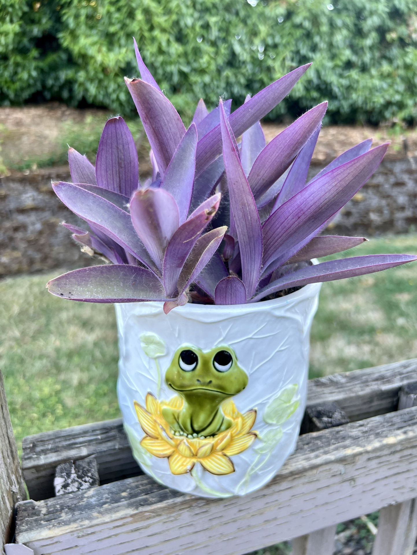 Purple Heart plant