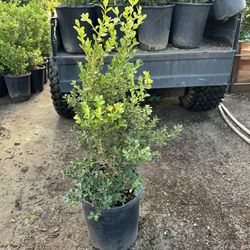 Japanese Boxwood (low Hedge)