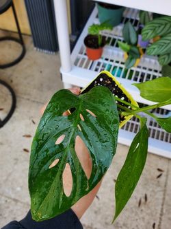 Monstera Adansonii
