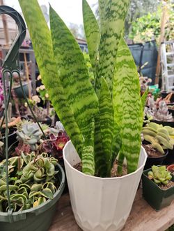 BEAUTIFUL  SENCEVERIA PLANTS.